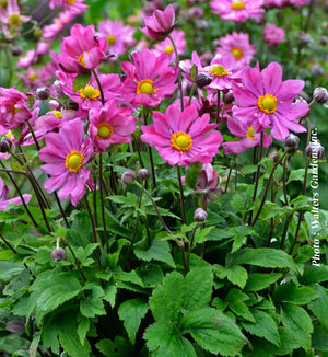 Anemone 'Curtain Call Deep Rose'