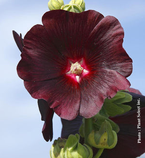 Alcea rosea 'Blacknight'