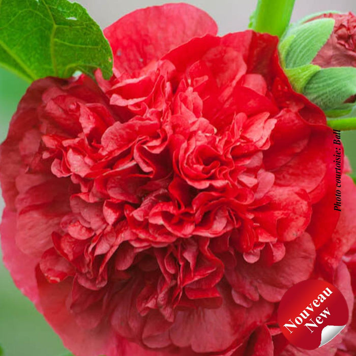 Alcea 'Chater's Double Red