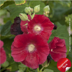 Alcea Spotlight 'Mars Magic'