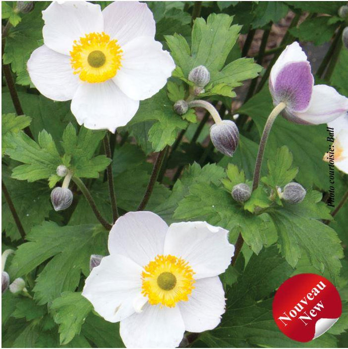 Anemone 'Elfin Swan™'