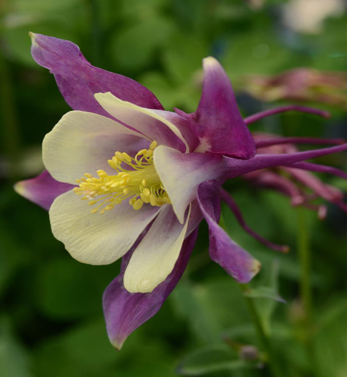 Aquilegia 'Earlybird Purple Yellow'