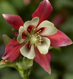 Aquilegia 'Kirigami Red and White'