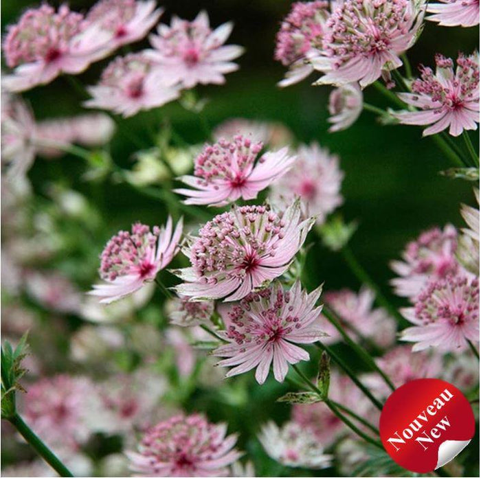 Astrantia 'Buckland'