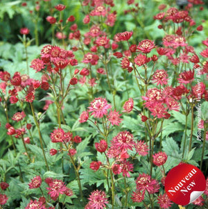 Astrantia 'Hadspen Blood'