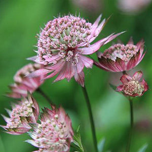 Astrantia 'Masterpiece'