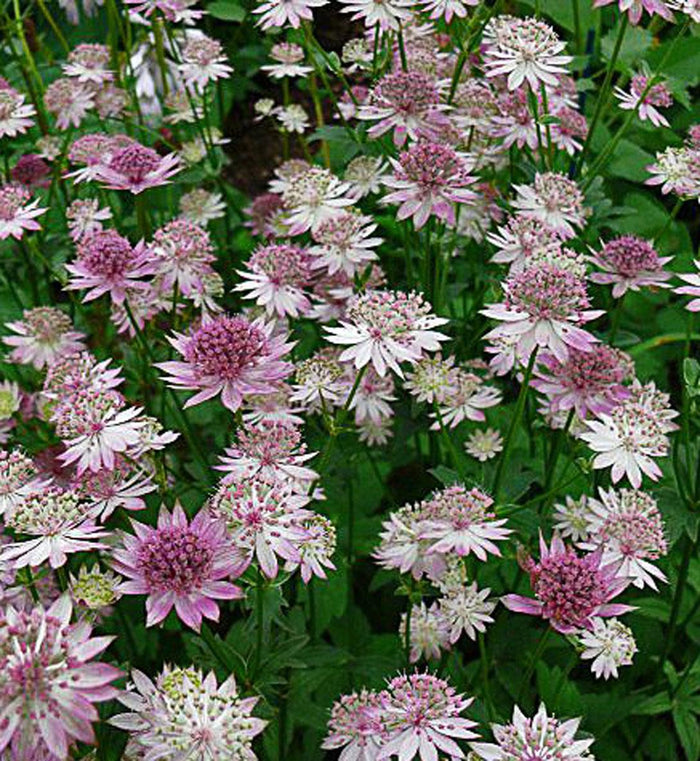 Astrantia 'Roma'