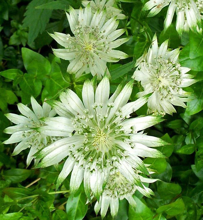 Astrantia 'Star of Billion'