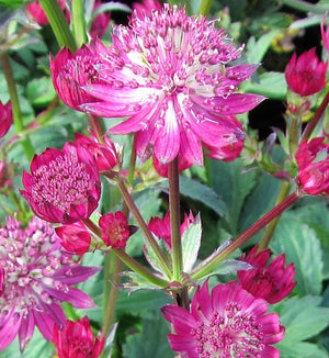 Astrantia 'Star of Fire'