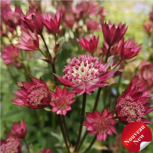 Astrantia 'Star of Love'