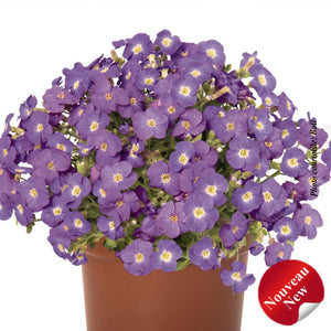 Aubrieta 'Rock on Blue'