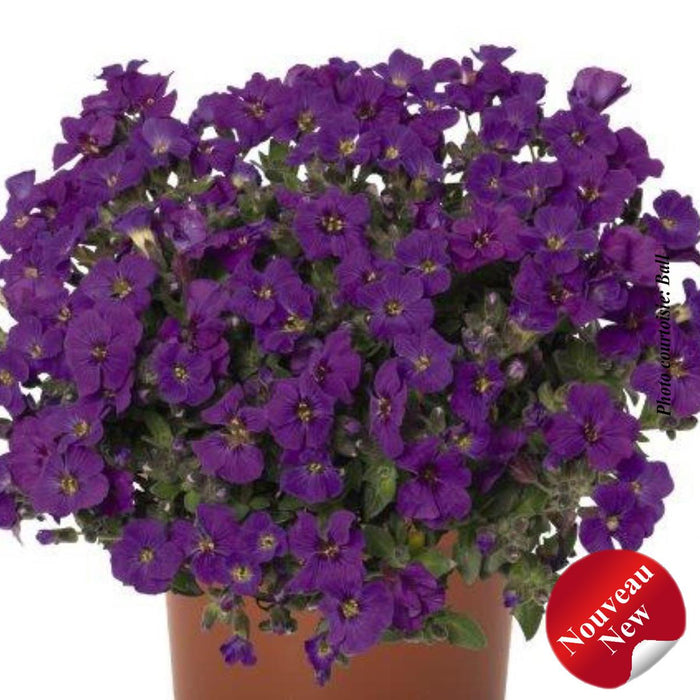 Aubrieta 'Rock on Purple'