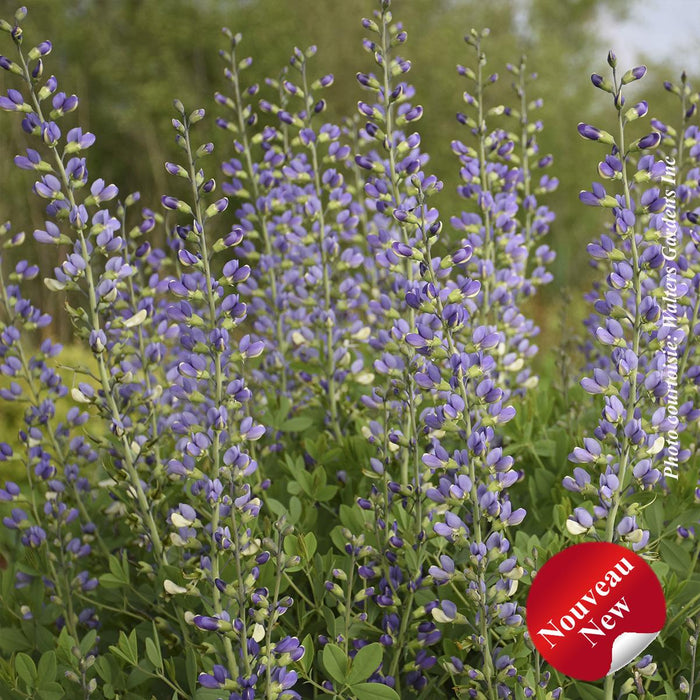 Baptisia Decadence® 'Blue Bubbly'