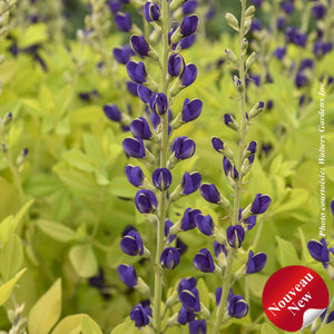 Baptisia 'Golden Anniversary'