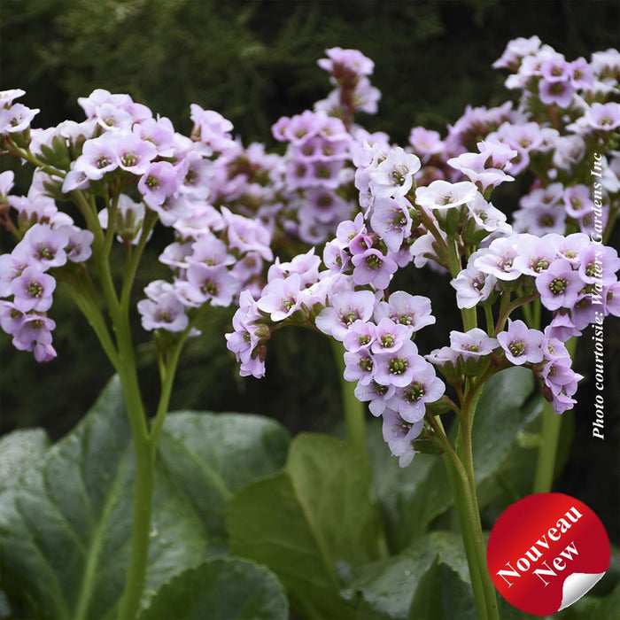 Bergenia 'Peppermint Patty'