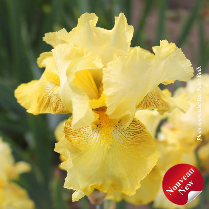 Iris germanica 'Again and Again'