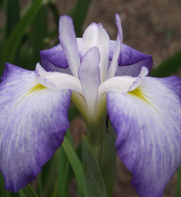 Iris ensata 'Blue Beauty'