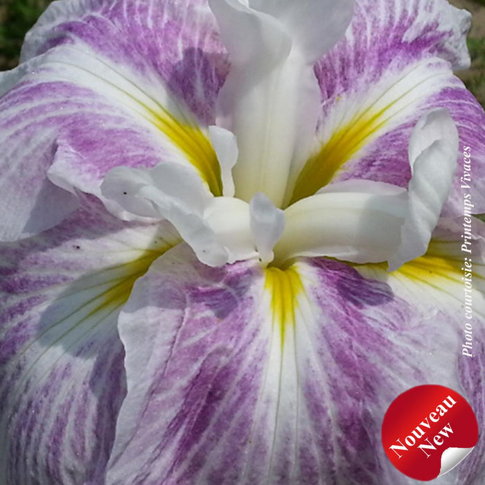 Iris ensata 'Blushing Crimson'