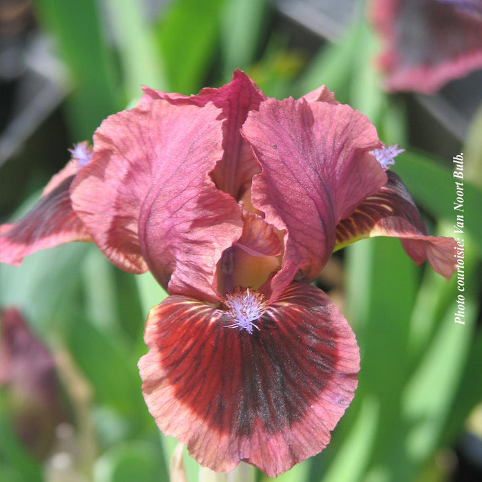 Iris pumila 'Cat's Eye'