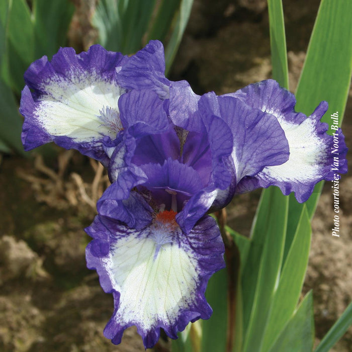 Iris pumila 'Freeze Frame'