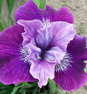 Iris sibirica 'Lady Vanessa'