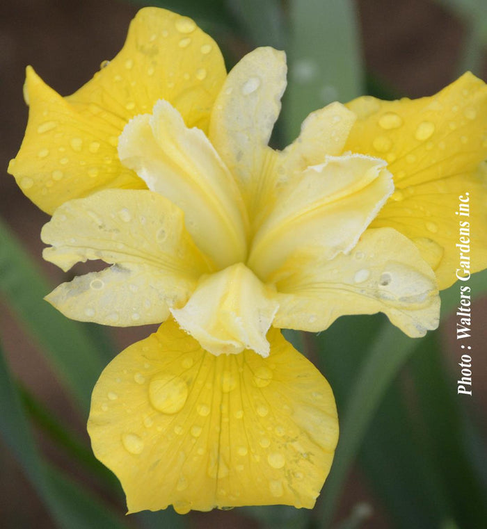 Iris sibirica 'Sunfisher'