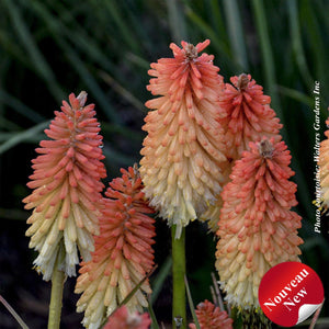 Kniphofia Pyromania® 'Hot and Cold'