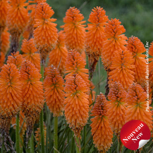 Kniphofia Pyromania® 'Orange Blaze'