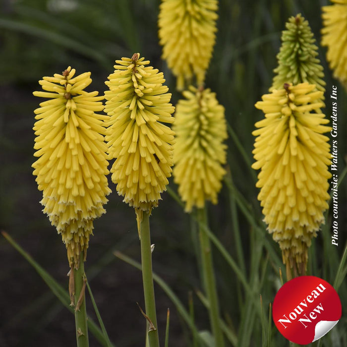 Kniphofia Pyromania® 'Solar Flare'