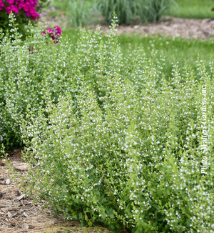 Calamintha nepeta