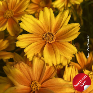 Coreopsis Li'l Bang" 'Darling Clementine'