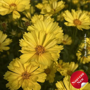 Coreopsis Leading Lady" 'Sophia'