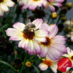 Coreopsis Nova® 'Jewel'