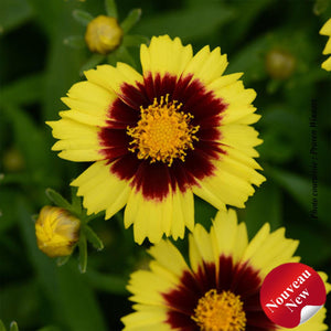 Coreopsis Uptick" Yellow and Red