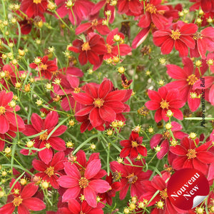 Coreopsis DESIGNER THREADS" 'Scarlet Ribbons'