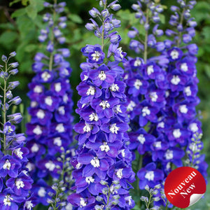 Delphinium Delgenius™ 'Kingsley'