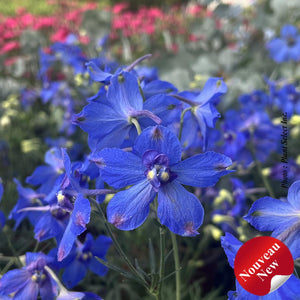 Delphinium Hunky Dory™ 'Blue'