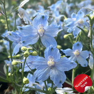 Delphinium Hunky Dory™ 'Sky Blue'