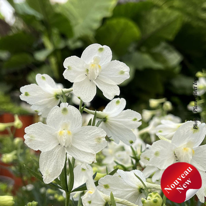 Delphinium Hunky Dory™ 'White'