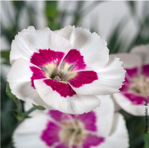 Dianthus American Pie® 'Berry a la Mode'