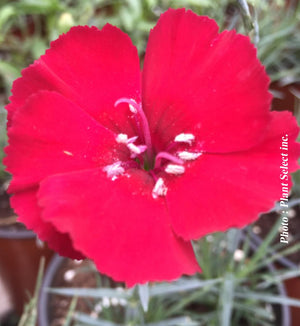 Dianthus American Pie® 'Cherry Pie'