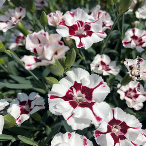 Dianthus EverLast™ Cherry Swirl