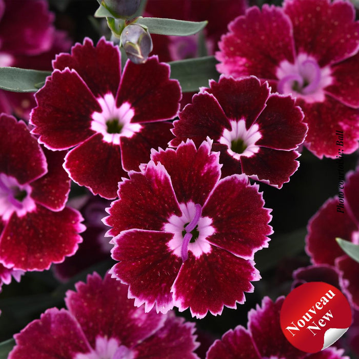 Dianthus EverLast™ Ruby Edge