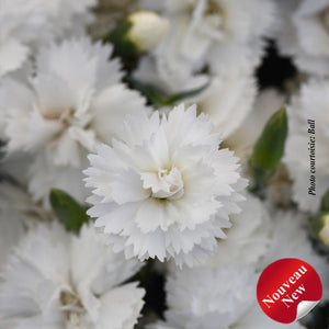 Dianthus EverLast™ White