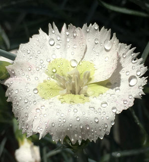 Dianthus American Pie® 'Key Lime Pie'