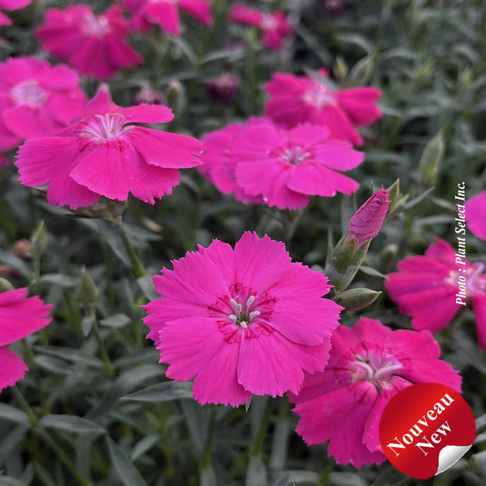 Dianthus 'Mad Magenta'