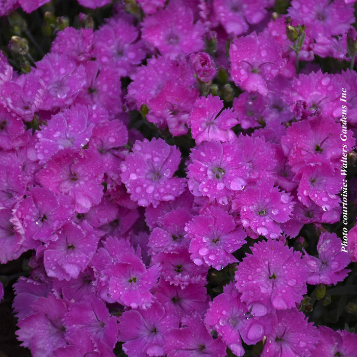 Dianthus 'Paint The Town Fuchsia'