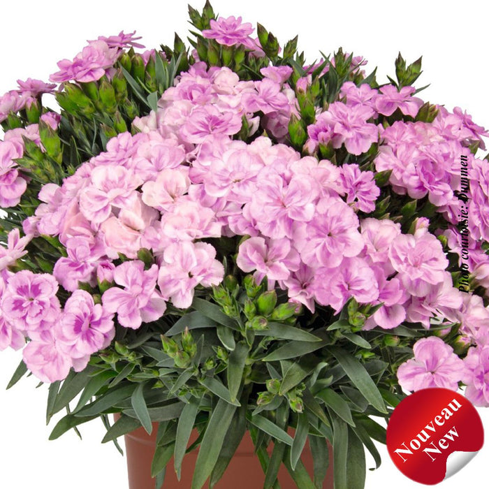 Dianthus 'Peman Fancy Lilac'