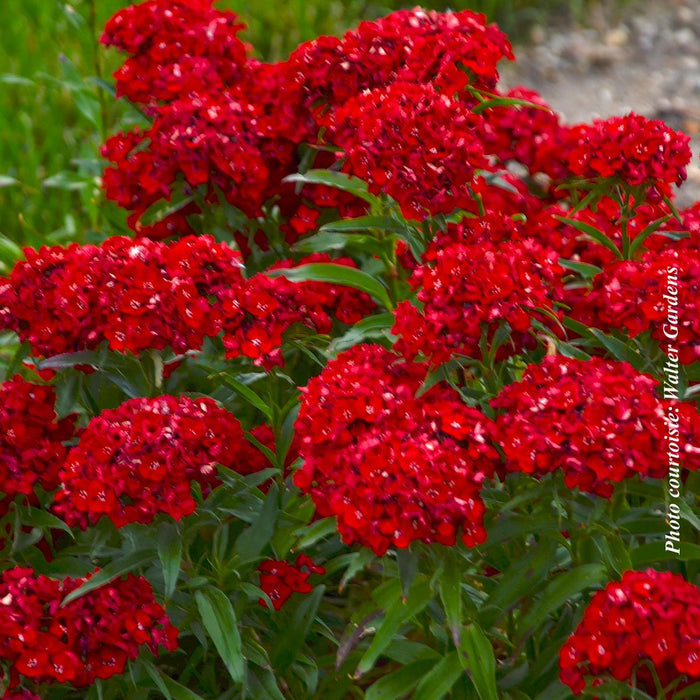 Dianthus barbatus 'Scarlet Fever'