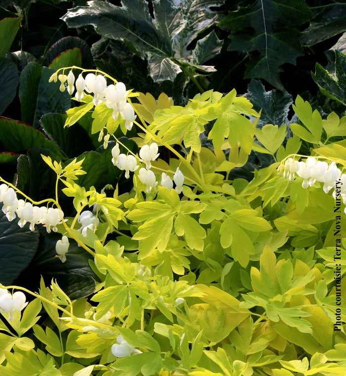 Dicentra spectabilis 'White Gold'